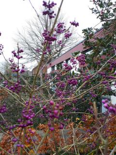 Callicarpa