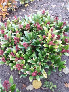 Skimmia